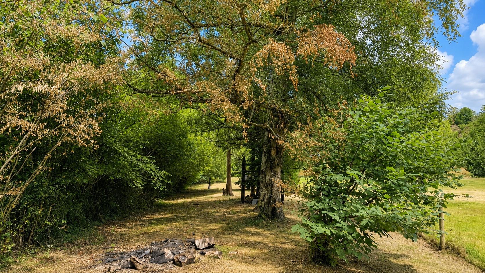 The Green, Sedlescombe